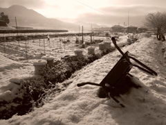 新雪