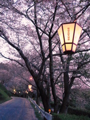 散る桜。