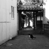孤猫