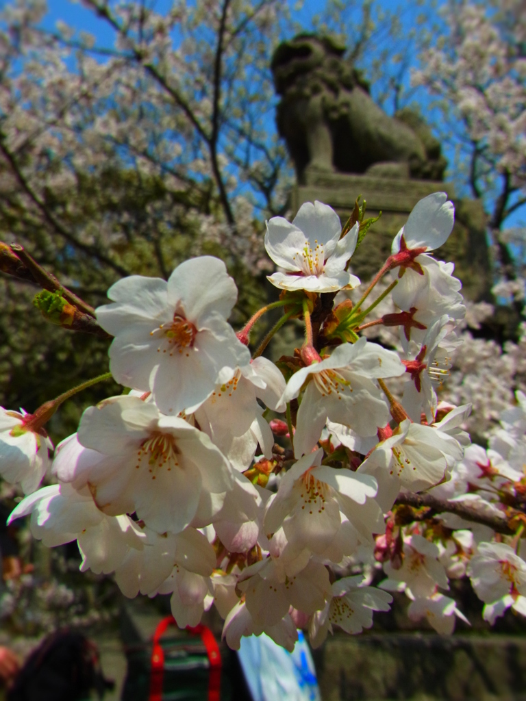 桜越しに・・