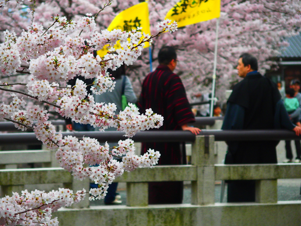 yamaguchi sakurapicture Ⅲ