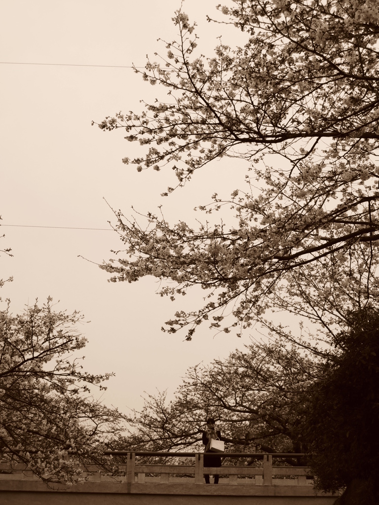 桜を見るヒト