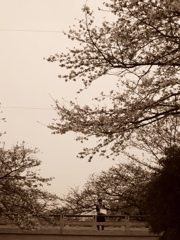 桜を見るヒト