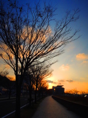 暮れゆく空と枯れ木と道・・・・