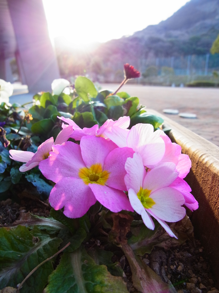 花