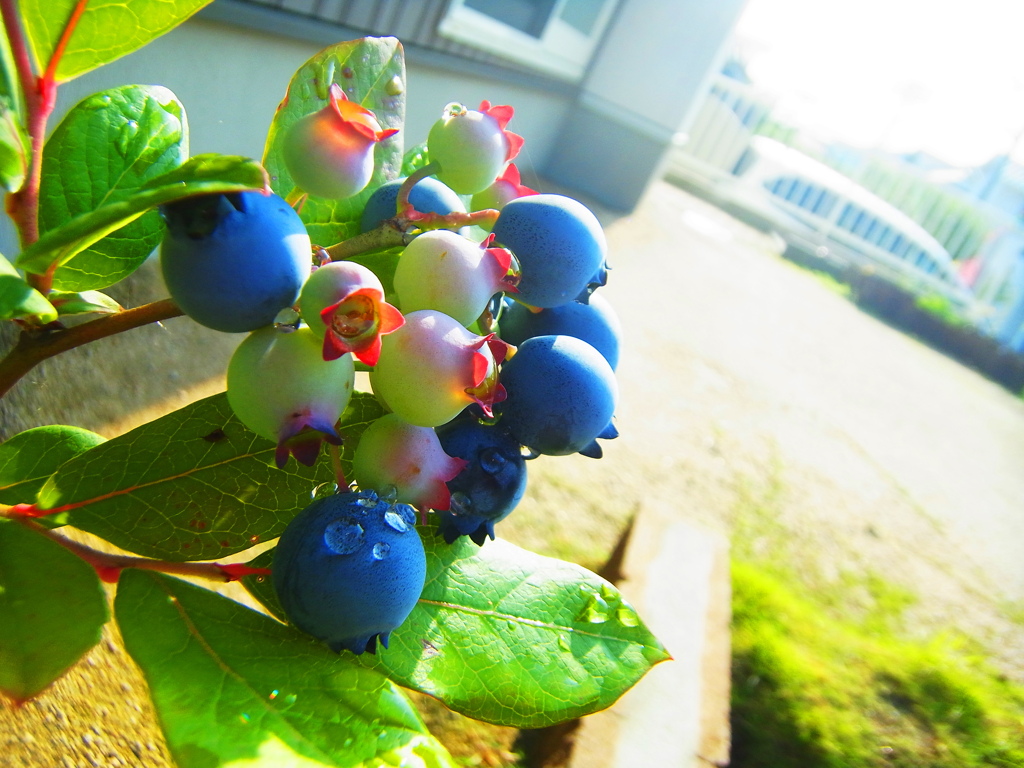 blueberry