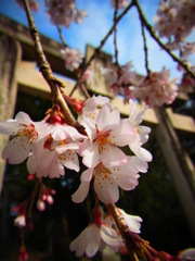 桜色