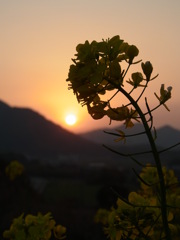 菜の花と夕陽