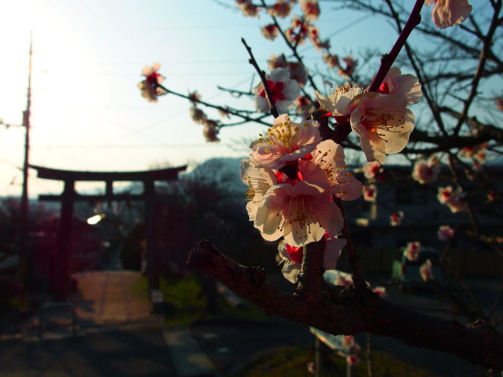 spring・・・・　soon!