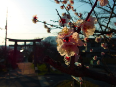 spring・・・・　soon!
