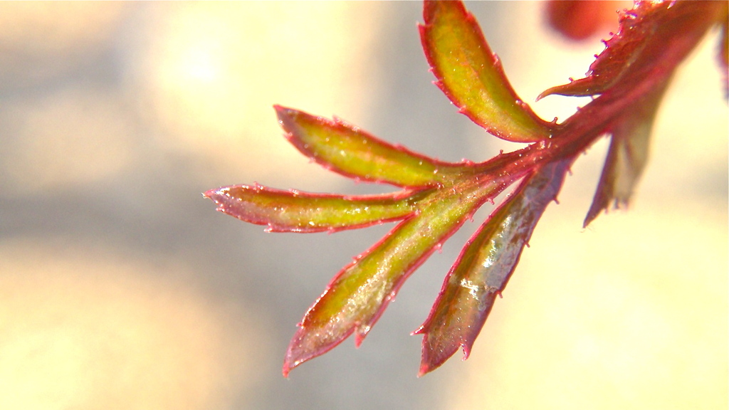 春を迎える植物