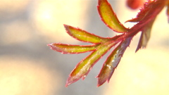 春を迎える植物