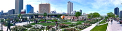 中之島公園バラ園