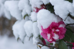 雪の平和の森公園８