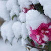 雪の平和の森公園８