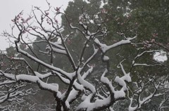 雪の平和の森公園４