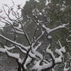 雪の平和の森公園４
