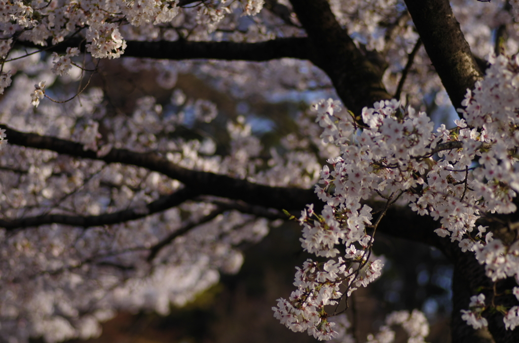 桜が綺麗に