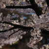 桜が綺麗に