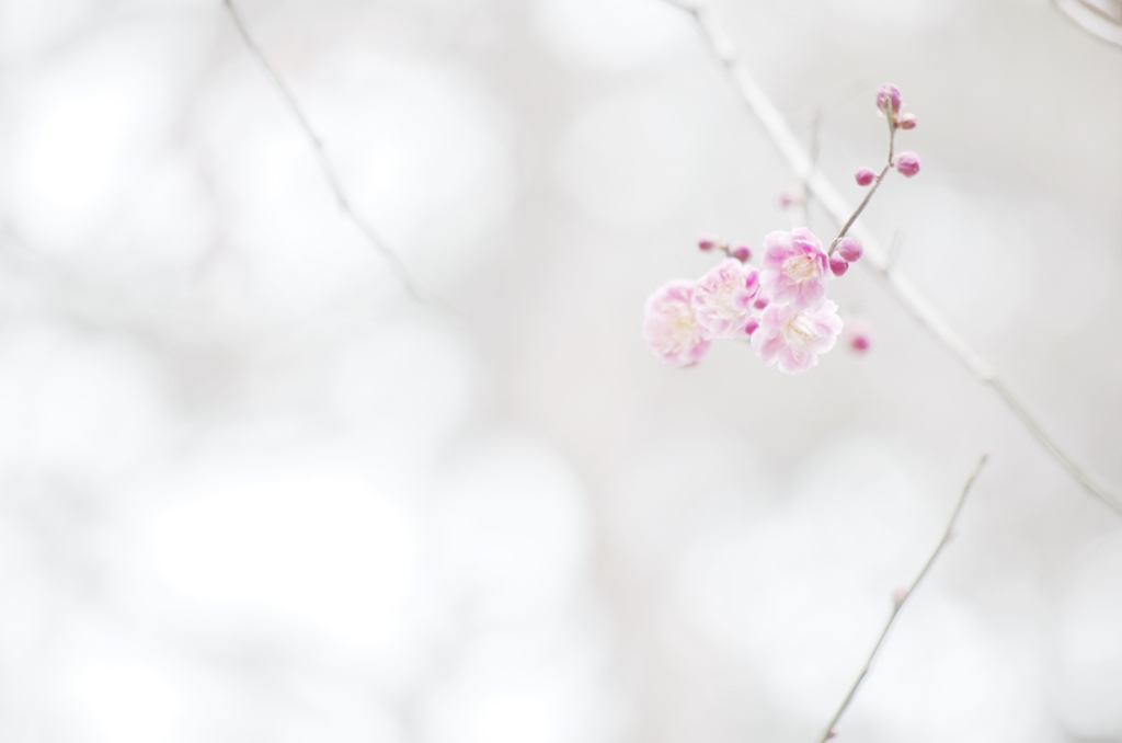梅の花を淡く薄く。