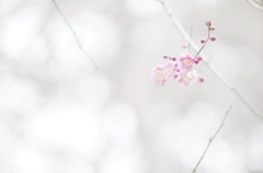 梅の花を淡く薄く。