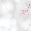 梅の花を淡く薄く。