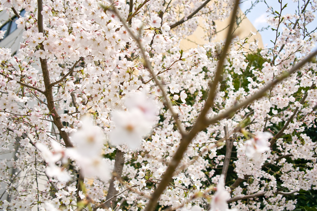桜が満開だなあ