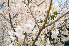桜が満開だなあ