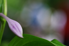 蕾