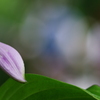 蕾