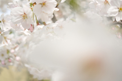 桜。。