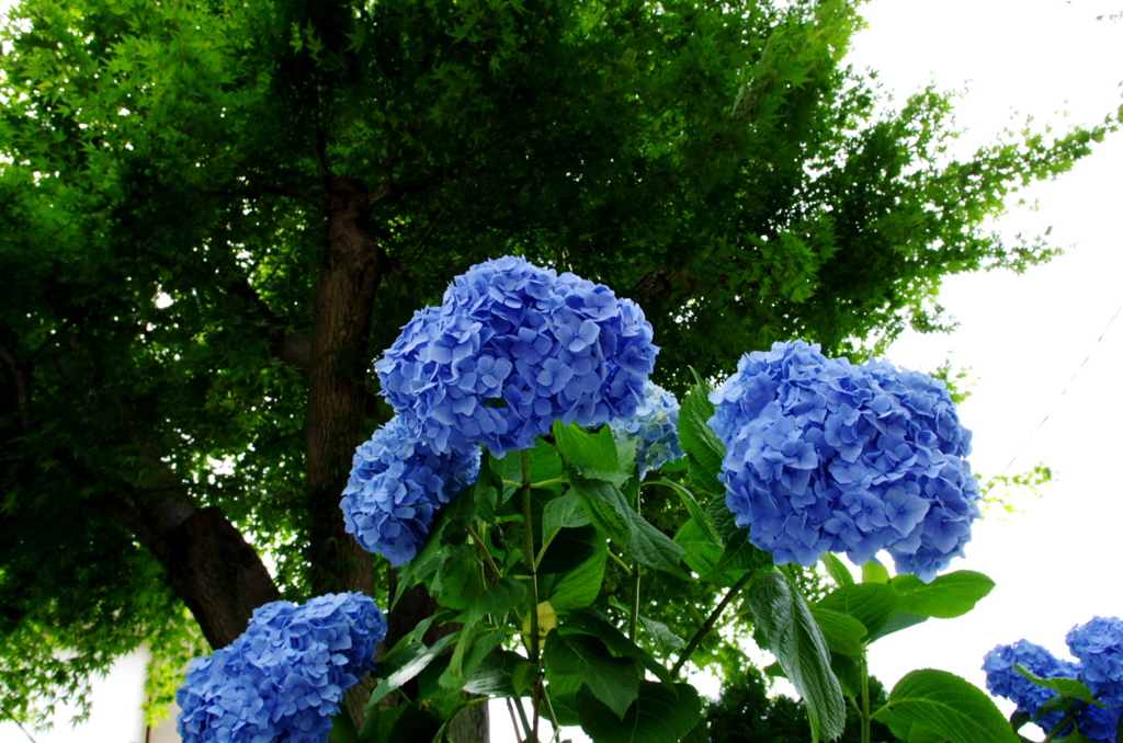 紫陽花