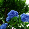 紫陽花
