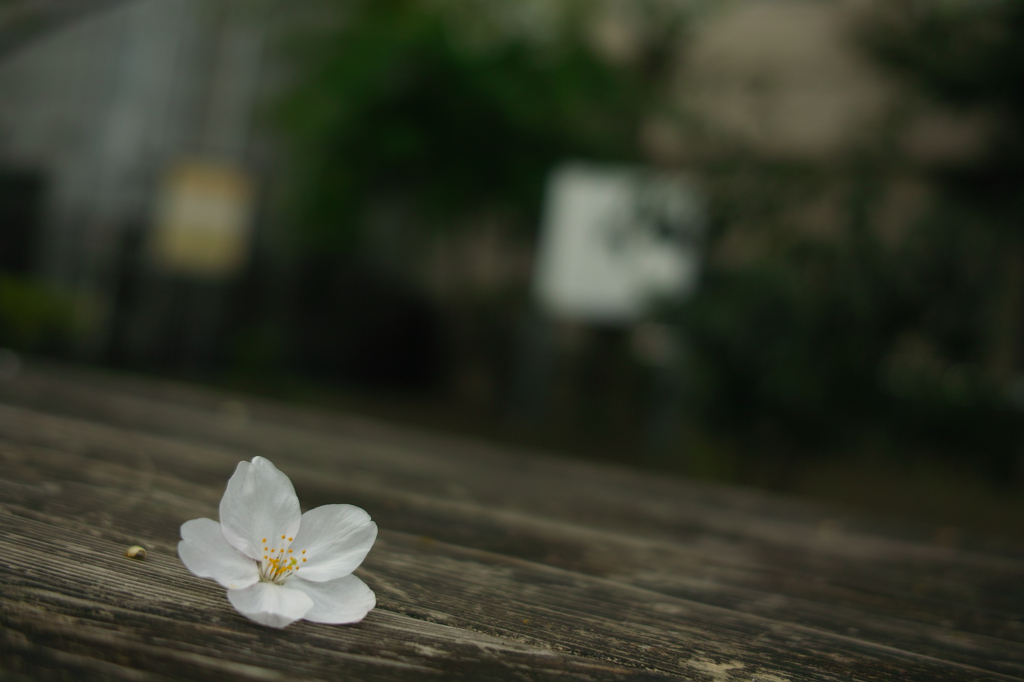 儚さと美しさと