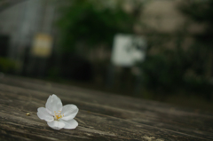 儚さと美しさと