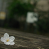 儚さと美しさと