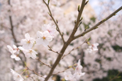 桜ははかないですね