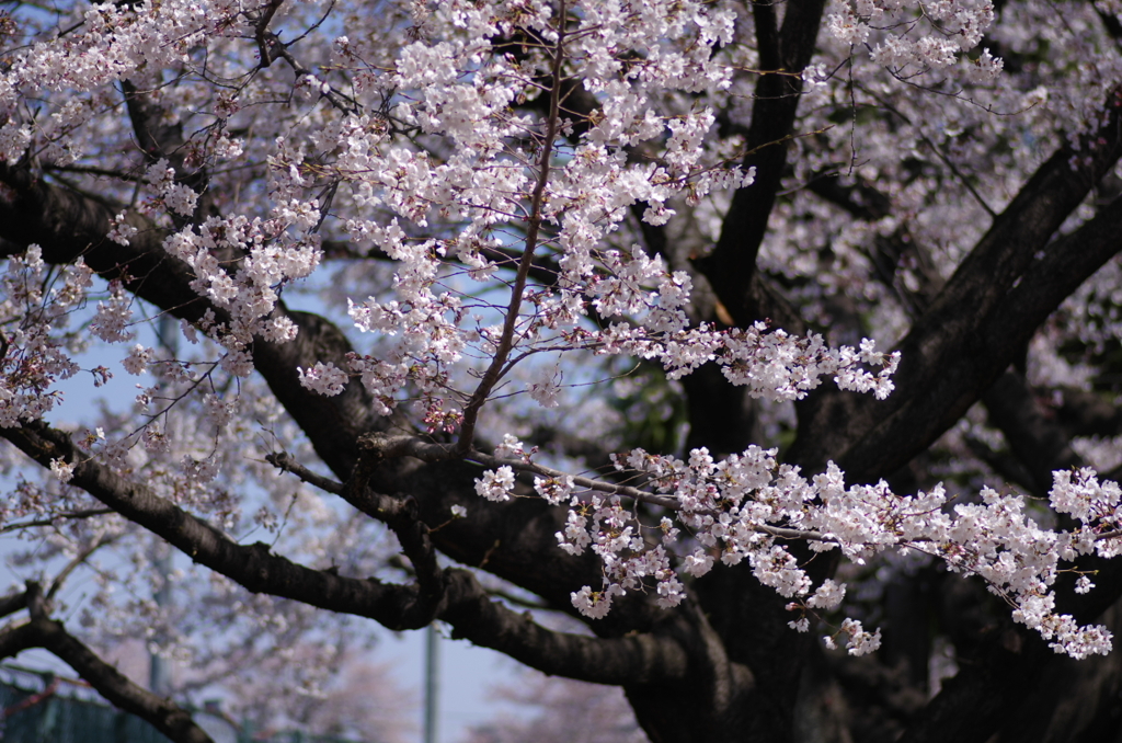 ゴルフ練習帰りに撮影の桜