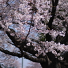 ゴルフ練習帰りに撮影の桜