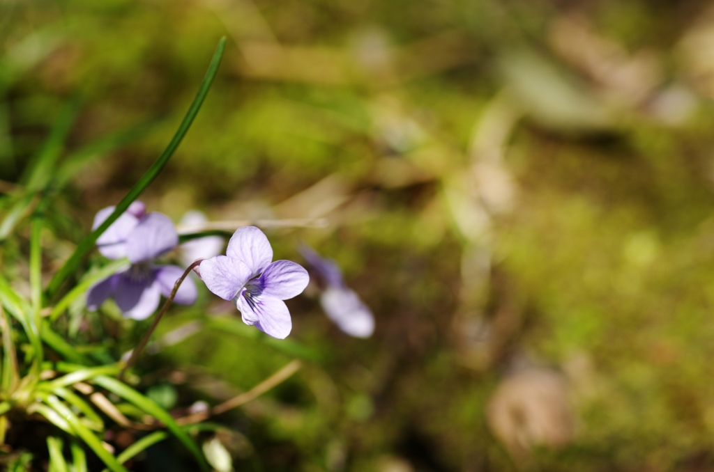 道端の花