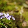 道端の花