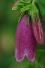 紫の花
