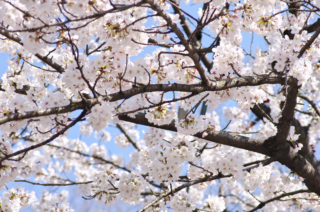 桜満開