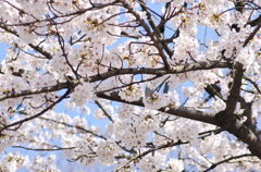 桜満開