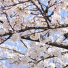 桜満開