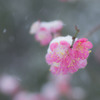 雪の平和の森公園６