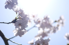 朝日と桜