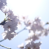 朝日と桜