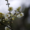 梅