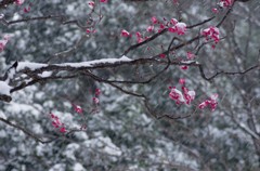 雪の平和の森公園５